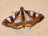 Glyphodes sycina